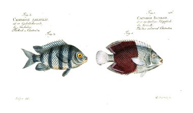 Balık Illustration. Eski resim