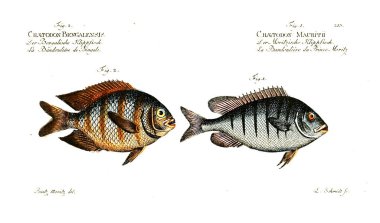 Balık Illustration. Eski resim