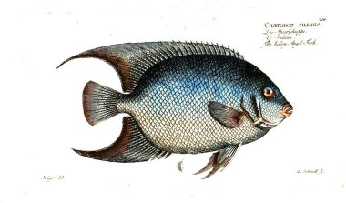 Balık Illustration. Eski resim