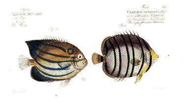 Balık Illustration. Eski resim