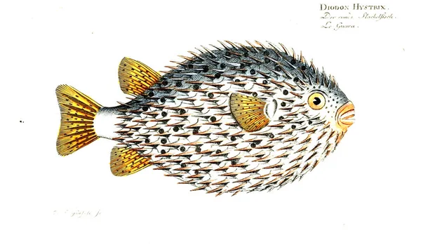 Balık Illustration. Eski resim