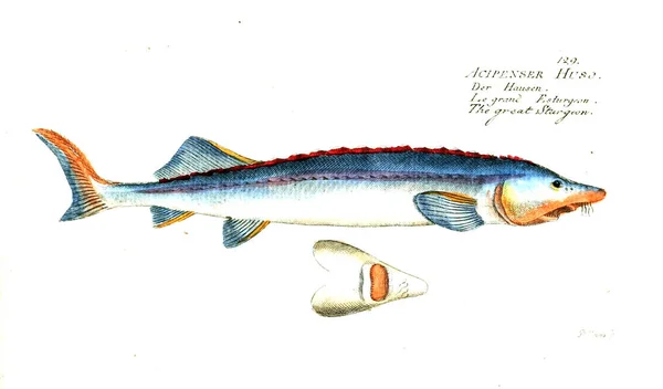 Illustration Poissons Ancienne Image — Photo