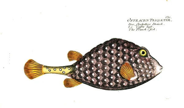 Balık Illustration. Eski resim