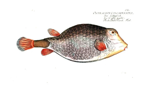 Illustration Poissons Ancienne Image — Photo