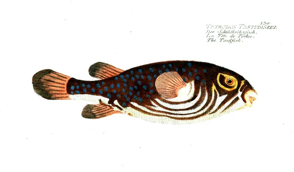 Illustration Poissons Ancienne Image — Photo