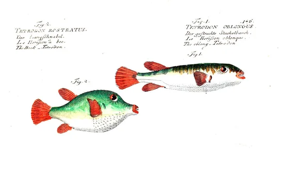 Illustration Von Fischen Altes Bild — Stockfoto