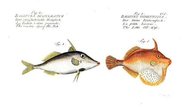 Illustration Poissons Ancienne Image — Photo