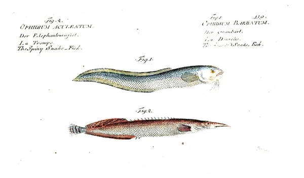 Illustration Poissons Ancienne Image — Photo