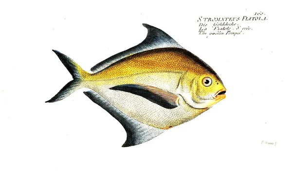 Illustration Von Fischen Altes Bild — Stockfoto