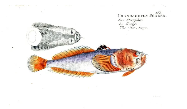 물고기의 그림입니다 이미지 — 스톡 사진