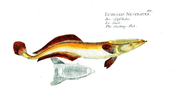 Illustration Von Fischen Altes Bild — Stockfoto