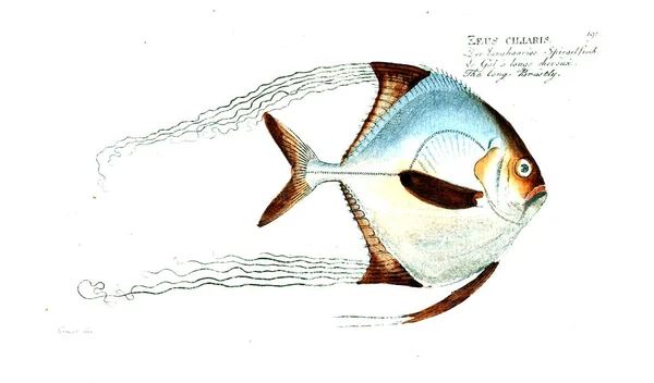 Illustration Fisk Gamla Bilden — Stockfoto