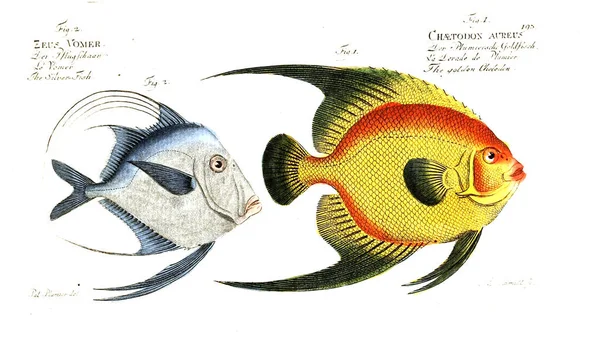 Illustration Poissons Ancienne Image — Photo