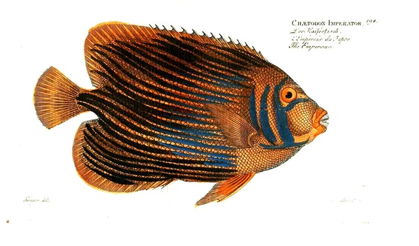 Illustration Poissons Ancienne Image — Photo