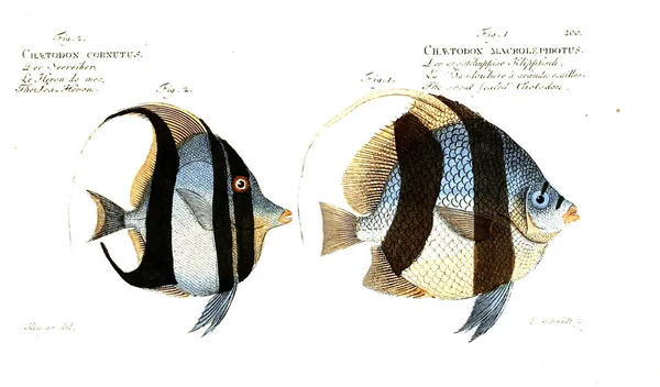 Illustration Poissons Ancienne Image — Photo