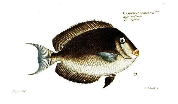 Illustration Poissons Ancienne Image — Photo