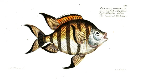 Illustration Von Fischen Altes Bild — Stockfoto