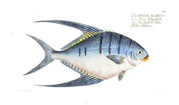 魚のイラスト 古いイメージ — ストック写真