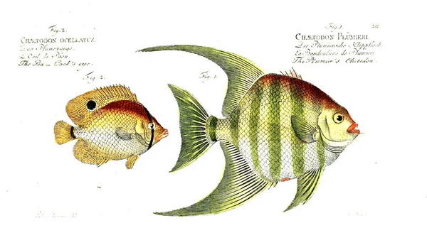 Illustration Poissons Ancienne Image — Photo