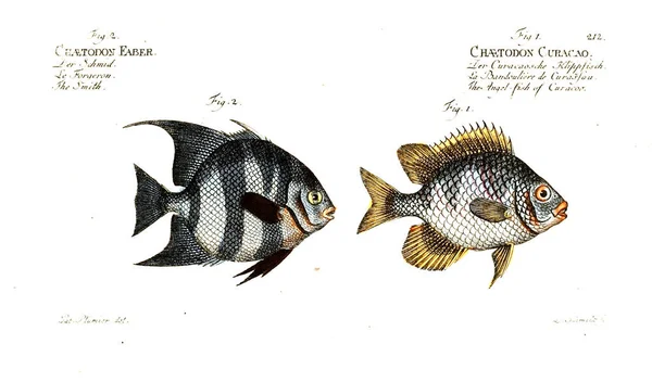 Illustration Poissons Ancienne Image — Photo