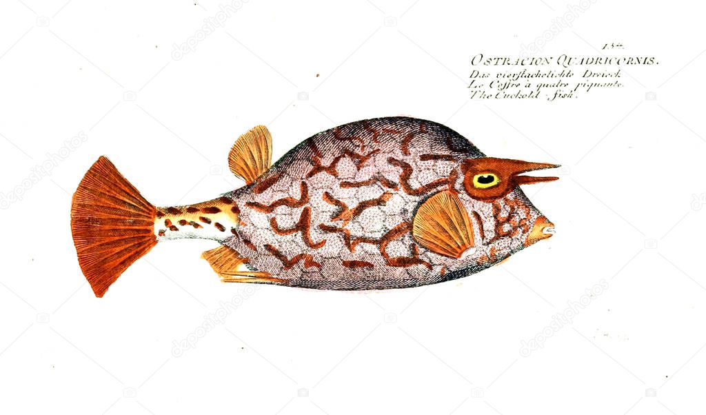 Illustration of fish. Old image