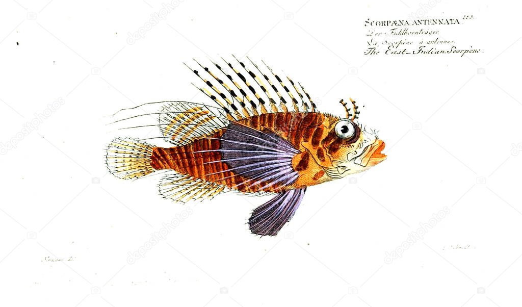 Illustration of fish. Old image