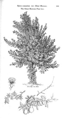 Ağaç çizimi. Eski resim