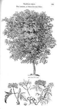 Ağaç çizimi. Eski resim