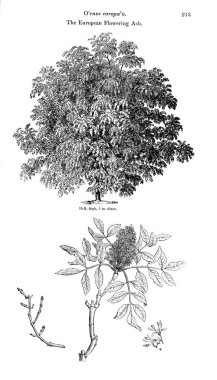 Ağaç çizimi. Eski resim