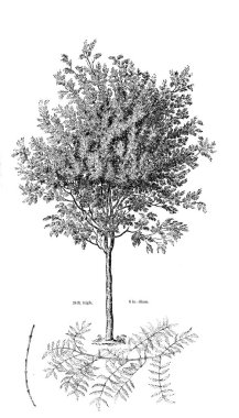 Ağaç çizimi. Eski resim