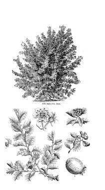 Ağaç çizimi. Eski resim