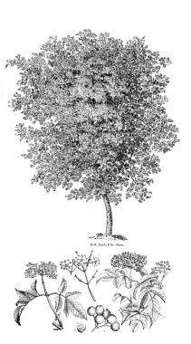 Ağaç çizimi. Eski resim