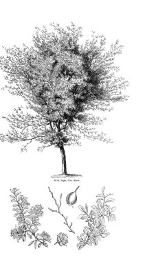 Ağaç çizimi. Eski resim