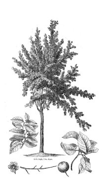 Ağaç çizimi. Eski resim