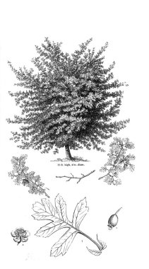 Ağaç çizimi. Eski resim