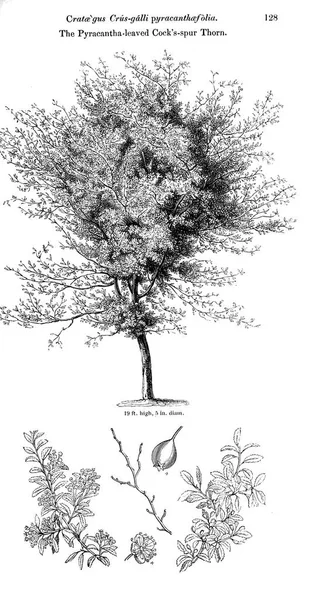 Illustration Arbre Ancienne Image — Photo