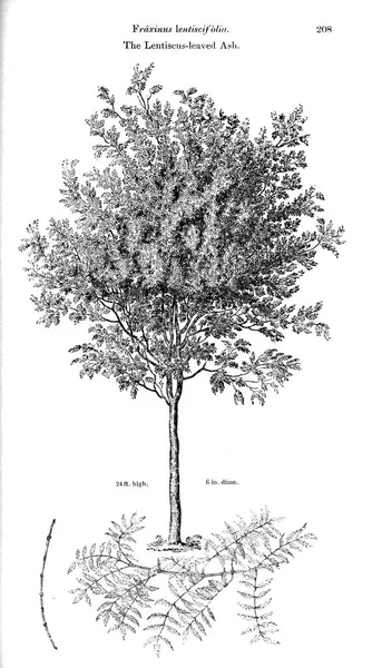 Ilustración Del Árbol Imagen Antigua — Foto de Stock