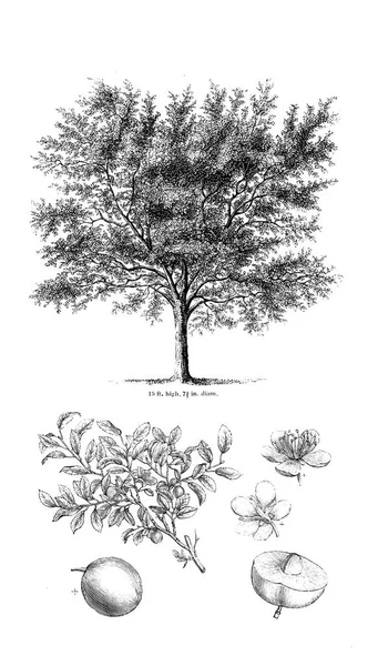 Illustration Arbre Ancienne Image — Photo