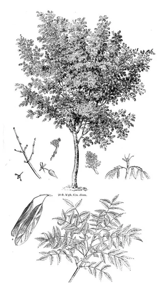 Ilustración Del Árbol Imagen Antigua — Foto de Stock