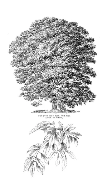 Illustration Arbre Ancienne Image — Photo