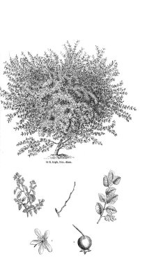 Ağaç çizimi. Eski resim