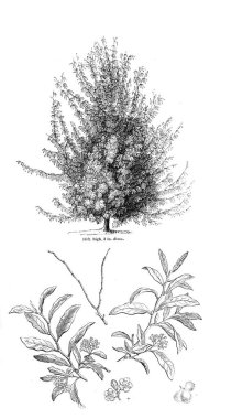 Ağaç çizimi. Eski resim