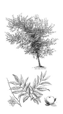 Ağaç çizimi. Eski resim