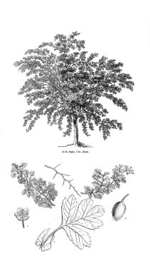 Ağaç çizimi. Eski resim