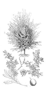 Ağaç çizimi. Eski resim