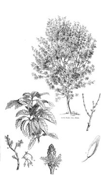 Ağaç çizimi. Eski resim