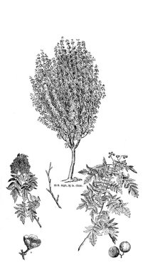 Ağaç çizimi. Eski resim