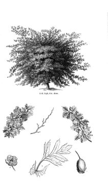 Ağaç çizimi. Eski resim