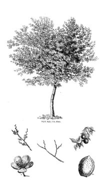 Ağaç çizimi. Eski resim