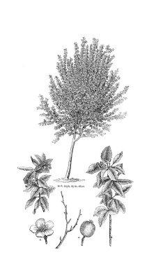 Ağaç çizimi. Eski resim